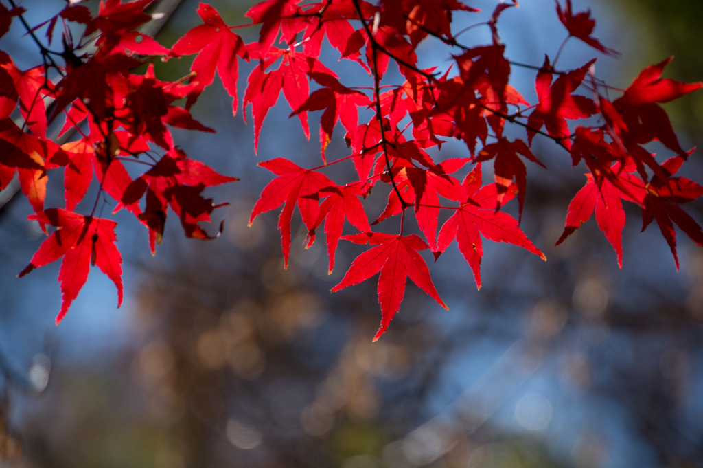 新宿御苑【新宿門近くの見頃のモミジ】③20161210