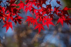 新宿御苑【新宿門近くの見頃のモミジ】③20161210