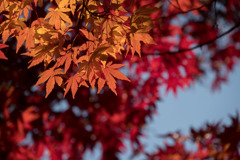 泉天ケ谷公園【モミジの紅葉】⑥20171203