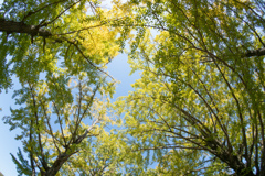昭和記念公園【イチョウ並木の黄葉の様子】②20211106