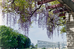 神代植物公園【藤の花】②20190503