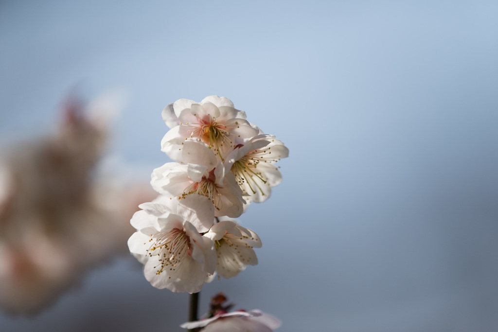 【神代植物公園(八重海棠)】20150228