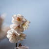 【神代植物公園(八重海棠)】20150228