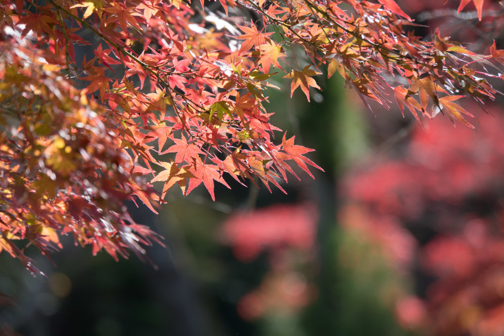 薬師池公園【旧荻野家の景色】②20171119