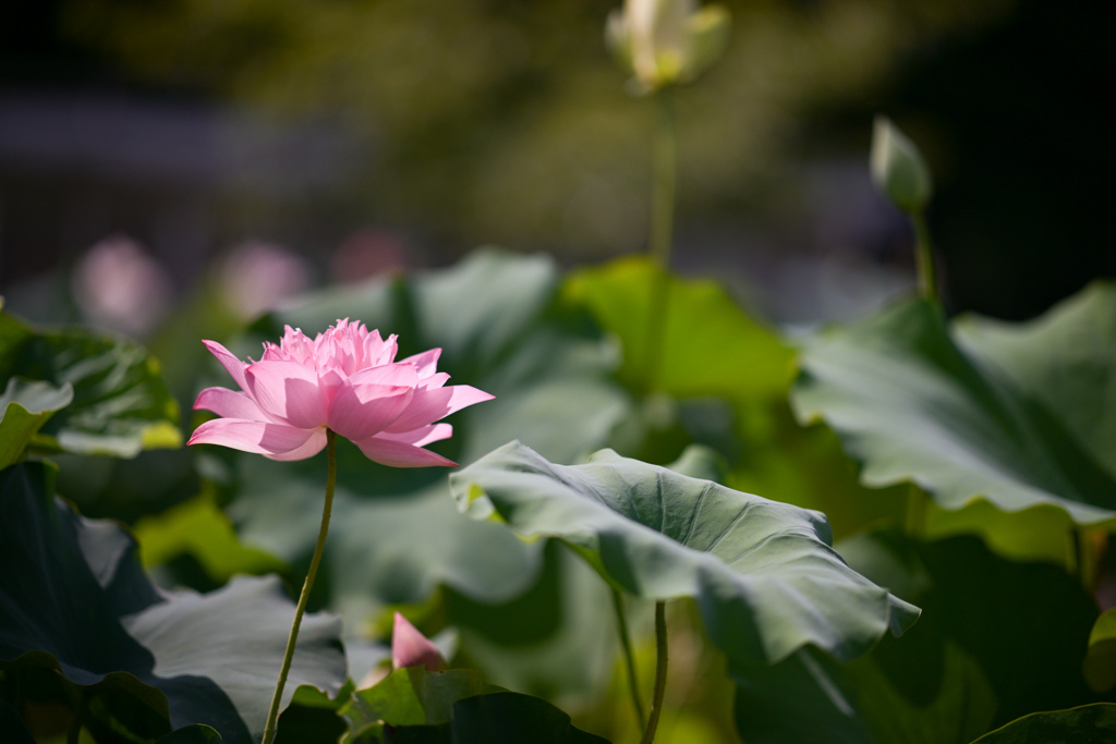 大船フラワーセンター【蓮の花：紫気鳳菜】20240730