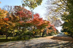 神代植物公園【かえで園(道沿い)】①20241203