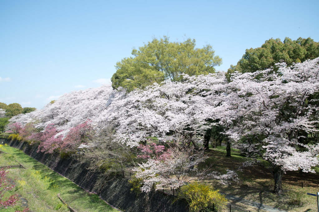 昭和記念公園【ふれあい橋：桜林の眺め】②20230329