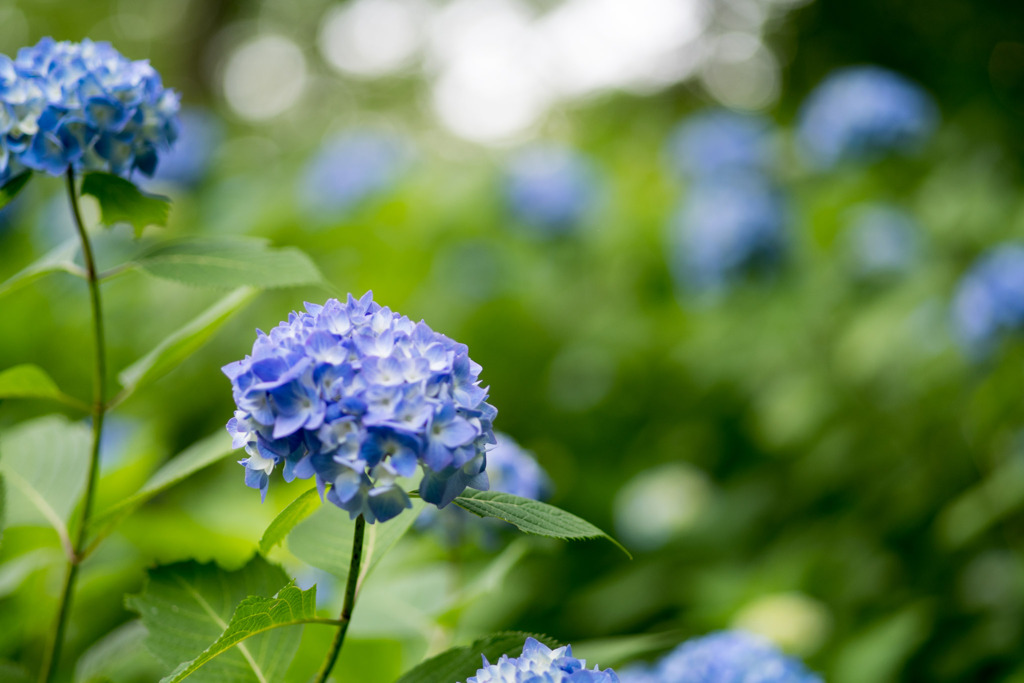 生田緑地【あじさい山の紫陽花】②20200604