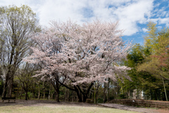 早朝ウォーキング桜巡り【大塚・歳勝土遺跡公園の染井吉野】20230324