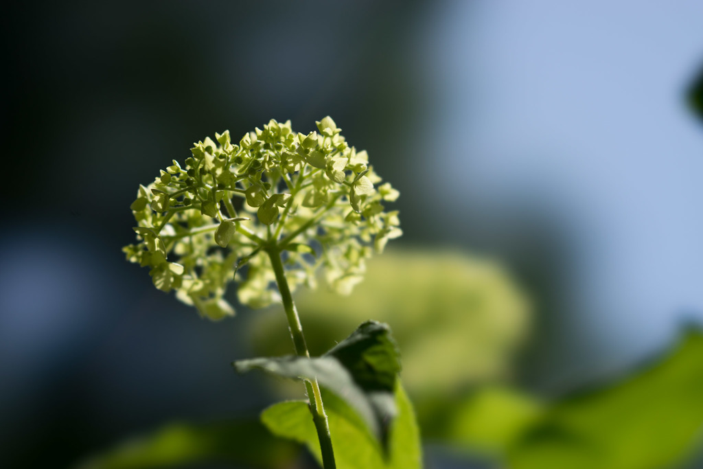 薬師池公園【紫陽花】①20170603