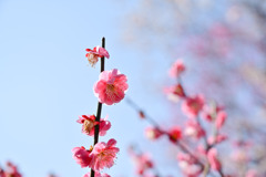 府中市郷土の森【梅の花：唐梅】②20250309