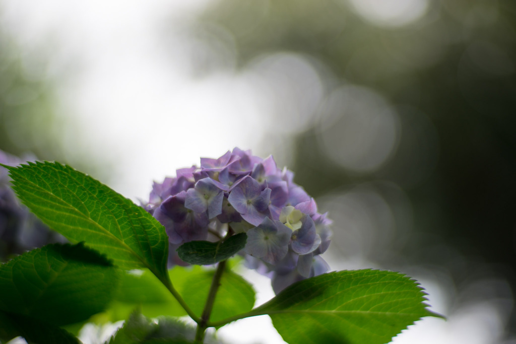 花菜ガーデン【アジサイ：青系】③20200606