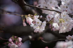 新宿御苑【桜：アメリカ】④20180325