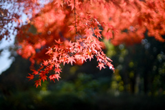 神代植物公園【自由広場(南口の紅葉)】③20241203