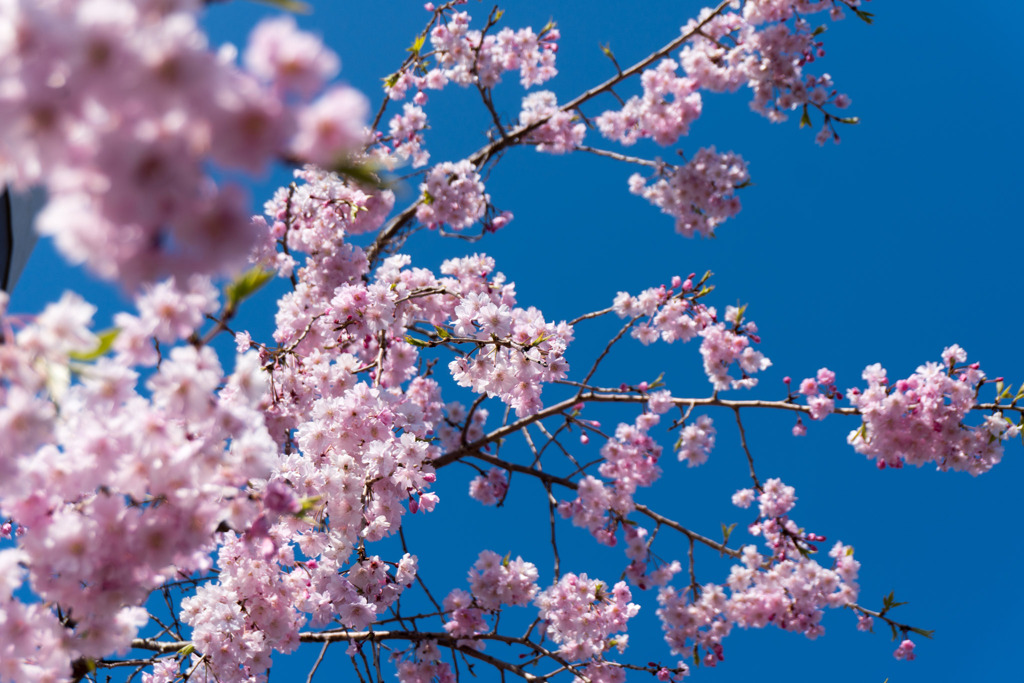 近所の緑道【サクラ：八重紅枝垂桜】①20200406