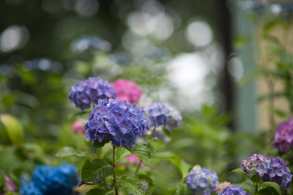 府中市郷土の森【アジサイ】d2、f=1.4_Nikkor_85mm