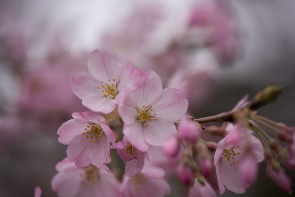 神代植物公園【桜：神代曙】④20190323