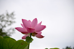 大船フラワーセンター【蓮の花：大石寺】①20200705