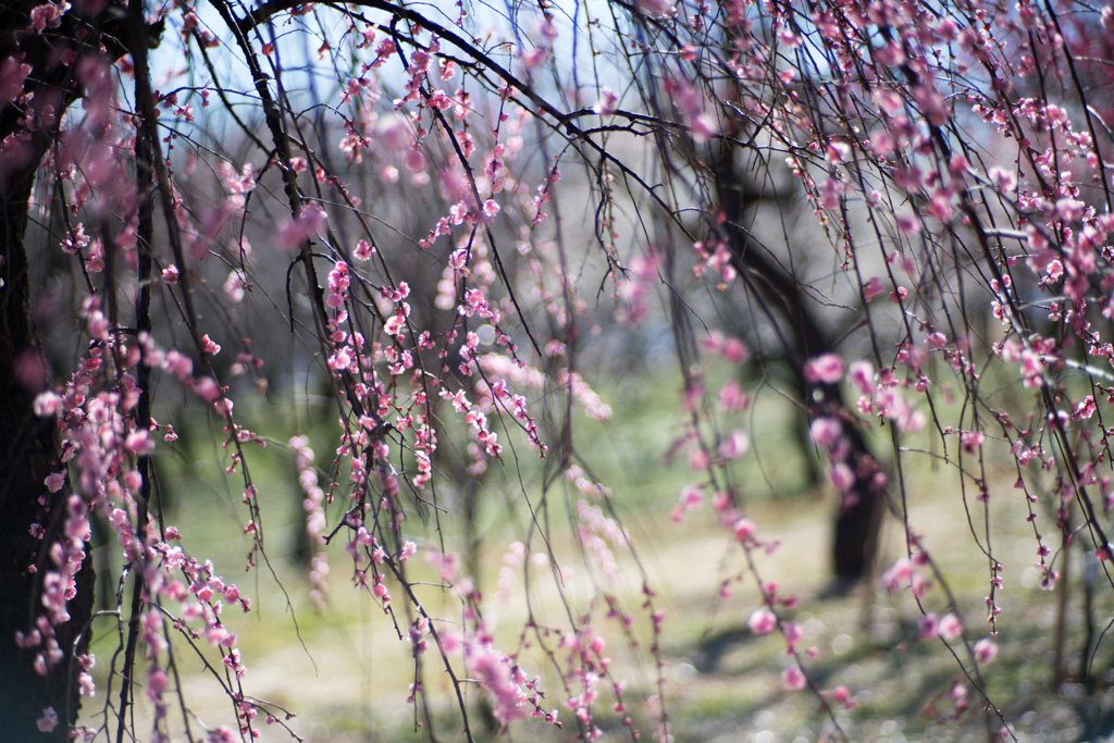 府中市郷土の森【梅：藤牡丹枝垂】②20230226