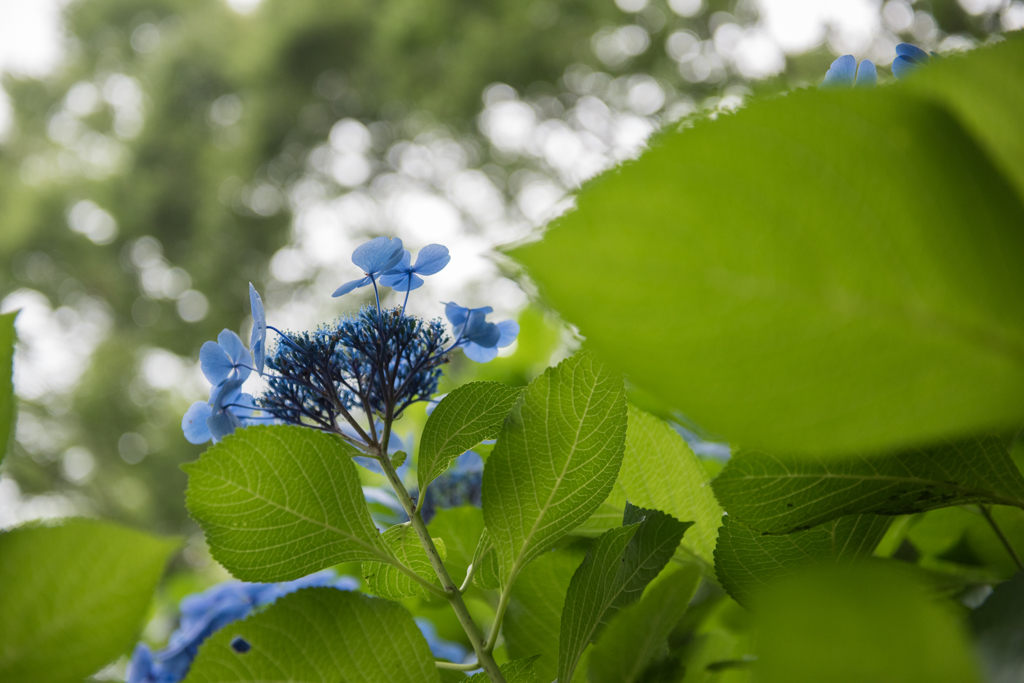 【昭和記念公園(紫陽花：ナイチンゲール)】20160702