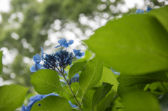 【昭和記念公園(紫陽花：ナイチンゲール)】20160702