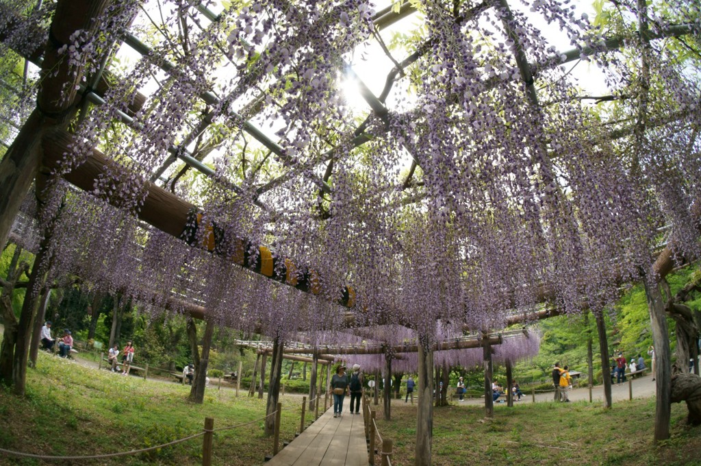 【薬師池公園の藤】①20140503