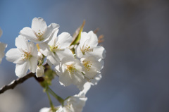 【テリタビーズ公園(大島桜)】②20150328