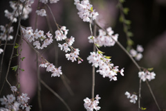 神代植物公園【サクラ：枝垂れ桜】④20220331