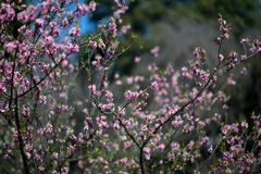 早春の神代植物公園【ハナモモ：ピンク系】①20240322