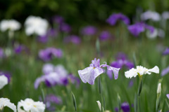 正覚寺【花菖蒲(縞紫系)】①20200604