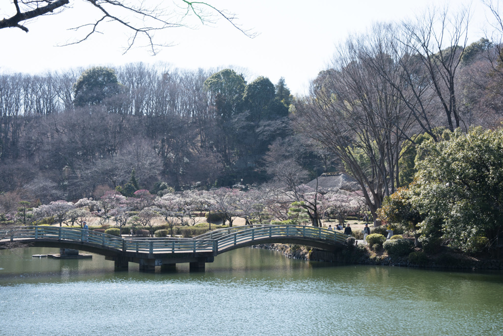 薬師池公園【満開の梅園】①20190309