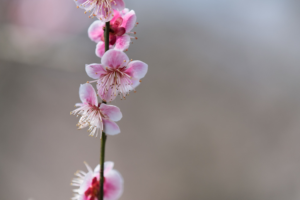 【神代植物公園(森の関)】20150228