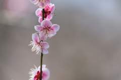 【神代植物公園(森の関)】20150228