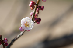 【小田原フラワーガーデン(凝馨)】20150214