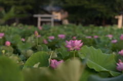 【小山田神社(大賀蓮)】①20150725