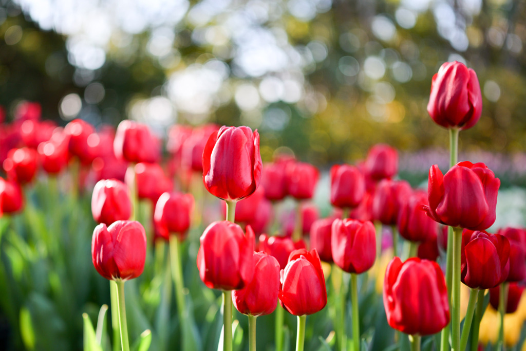 サムエル・コッキング苑【チューリップ：イルデフランス】④20260106