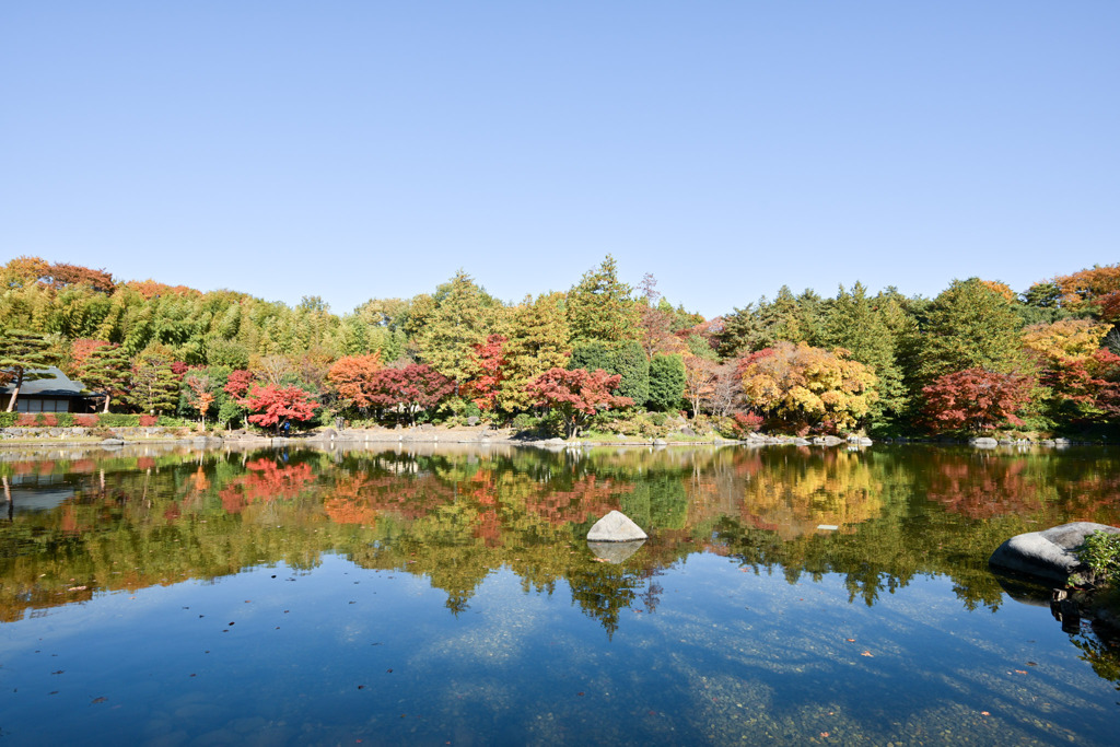昭和記念公園【日本庭園の紅葉：池周辺の眺め】④20251117