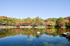 昭和記念公園【日本庭園の紅葉：池周辺の眺め】④20251117