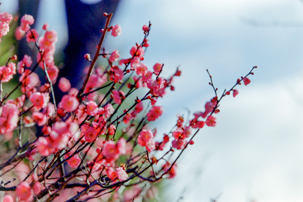 府中市郷土の森【早咲き梅：八重寒紅】①20230121銀塩N