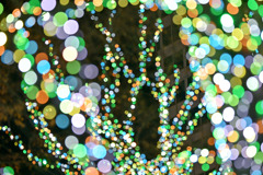 都内夜景巡り【六本木ヒルズ：イルミネーション】⑥20251216