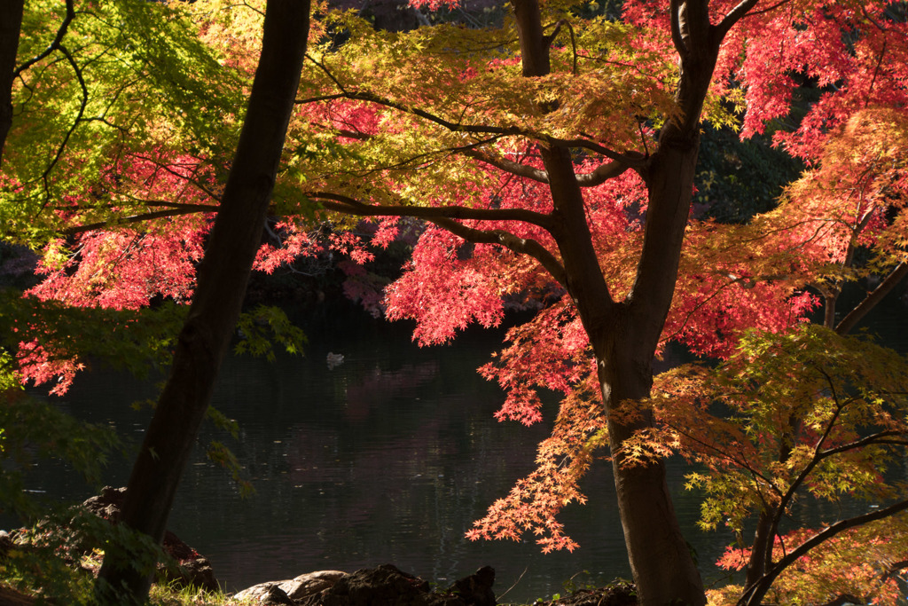 新宿御苑【下の池の紅葉】②20181201