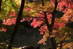 新宿御苑【下の池の紅葉】②20181201