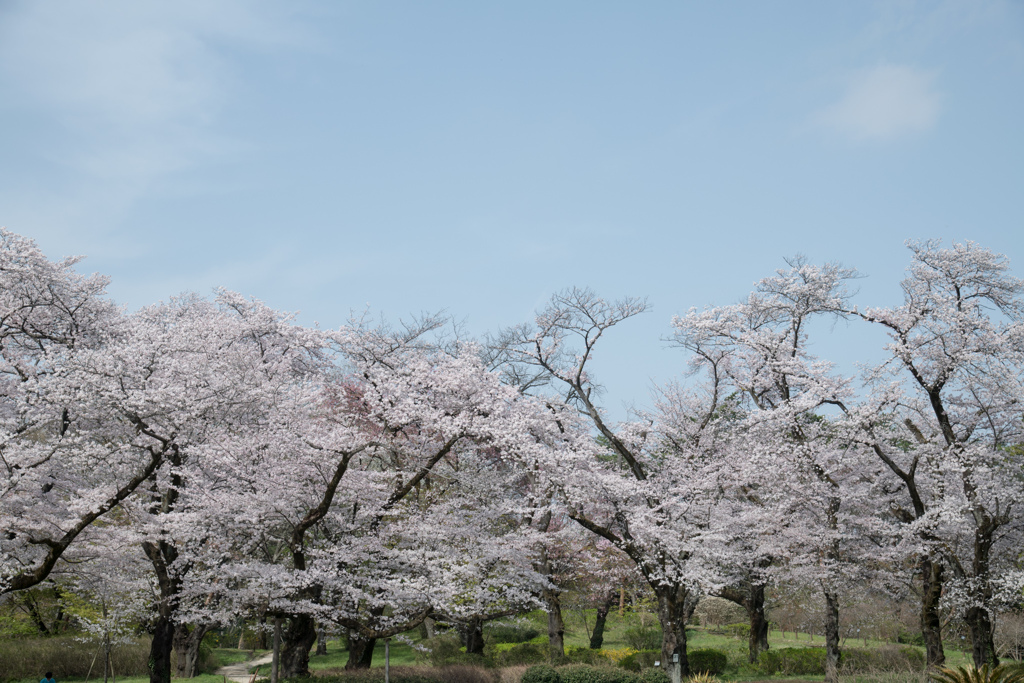 神代植物公園【築山の染井吉野】③20220331