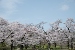 神代植物公園【築山の染井吉野】③20220331