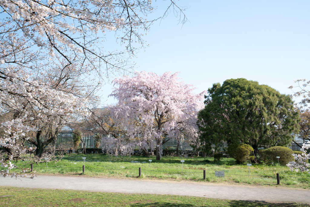 小石川植物園【枝垂れ桜】①20230322