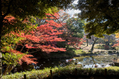 小石川後楽園【大堰川付近の紅葉】①20171126