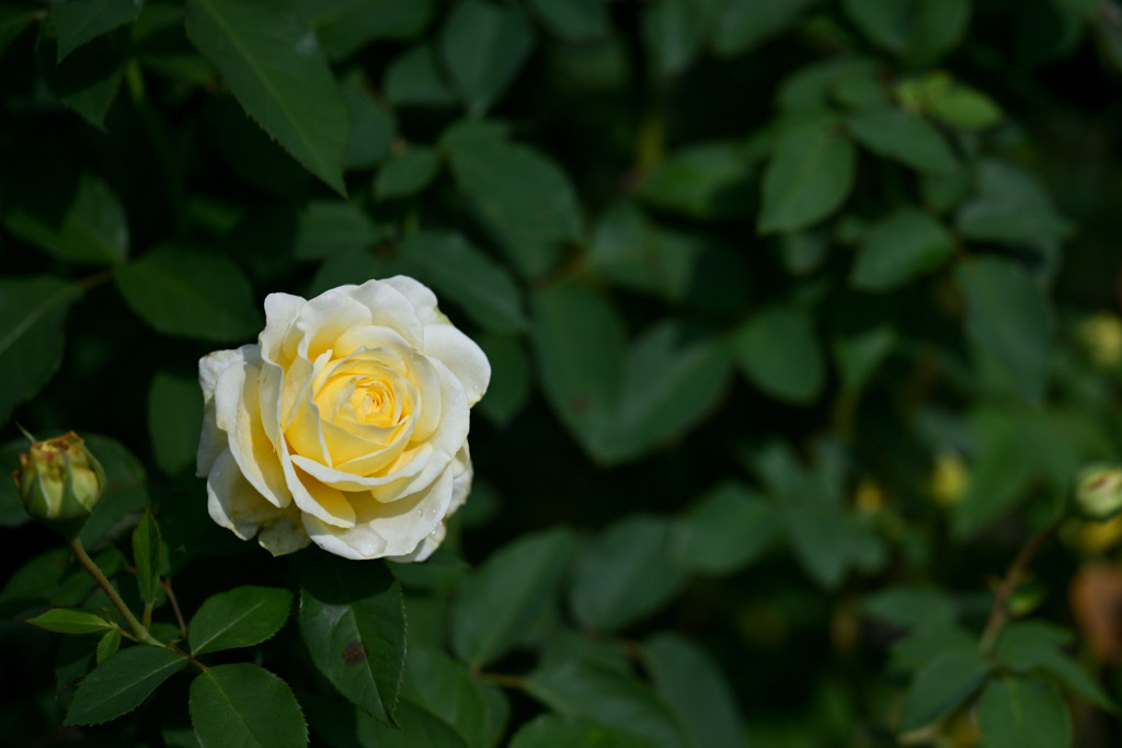 花菜ガーデン【秋パラ：快挙】20251027