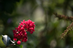 【大船植物園(百日紅：紅百日紅)】③20150802