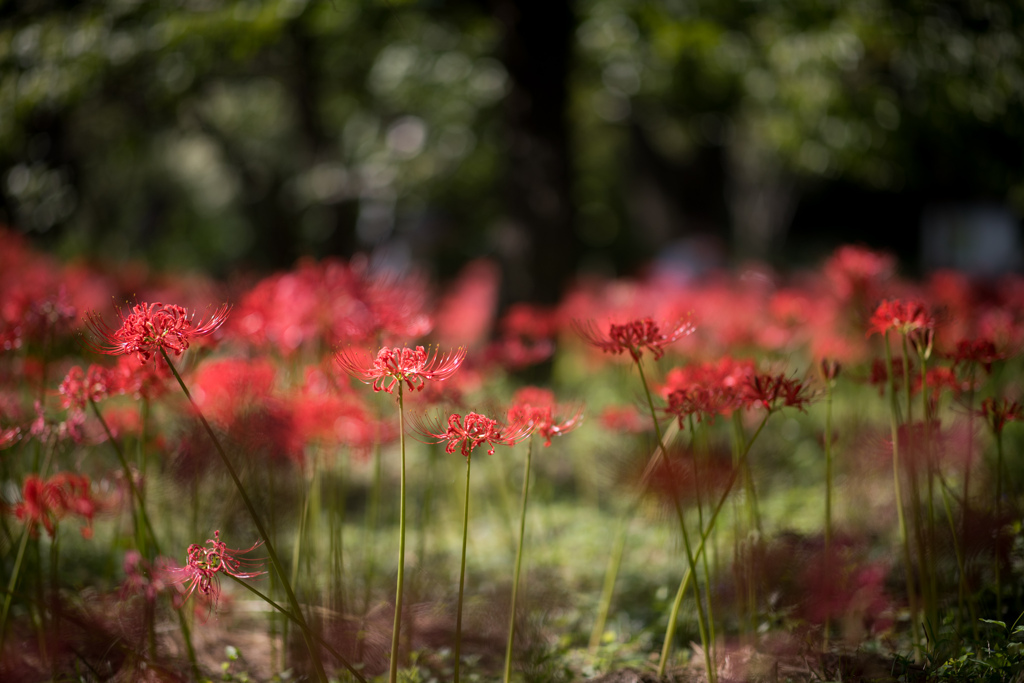 府中市郷土の森【萩のトンネル付近の彼岸花（近景）】①20230926