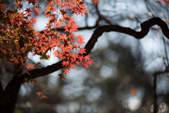 新宿御苑【芝生広場あたりの紅葉】②20181215
